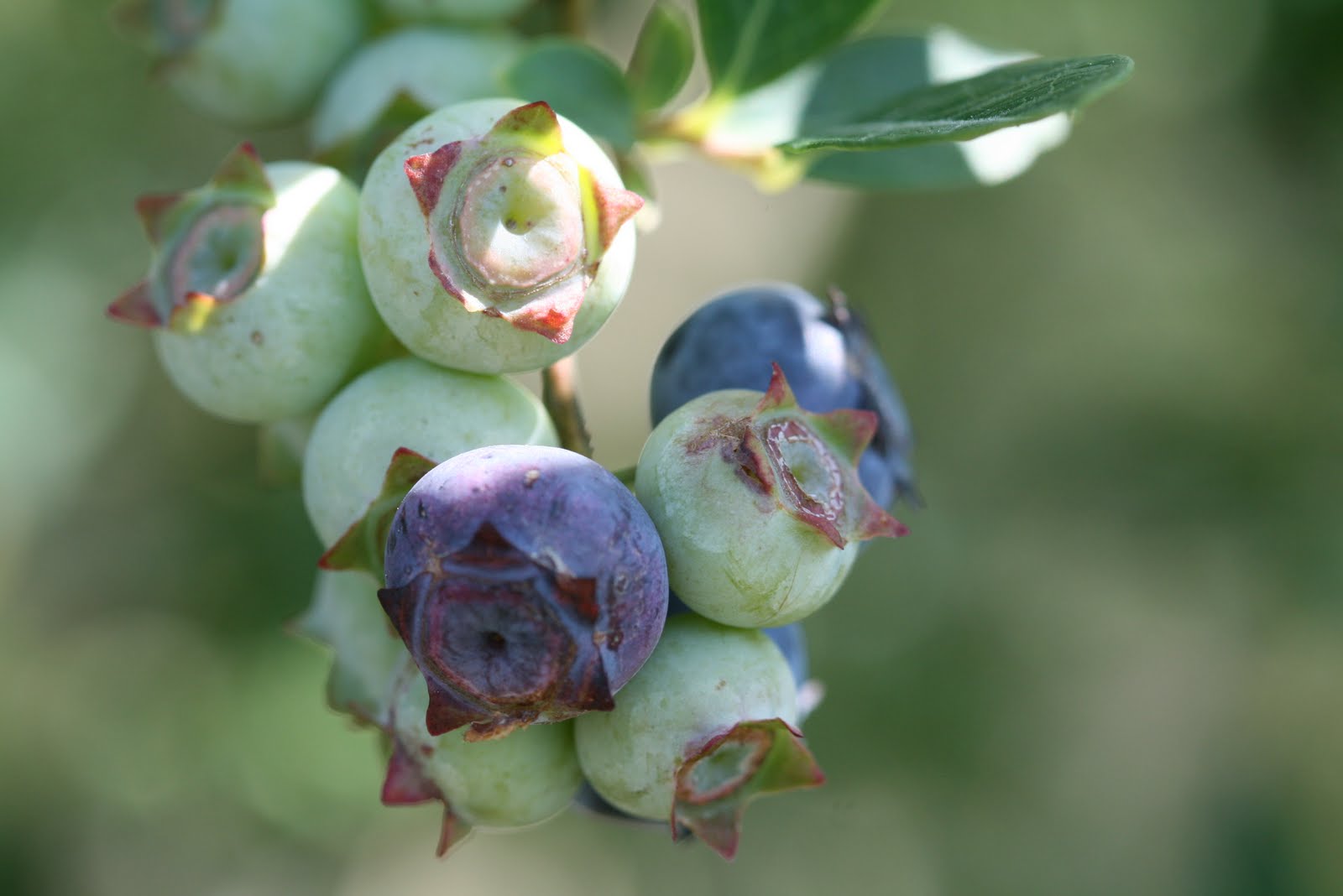 NC Small Fruit & Specialty Crop IPM Organic blueberry spray guide from NCSU