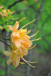 This Might be my Favorite Summer Bloom