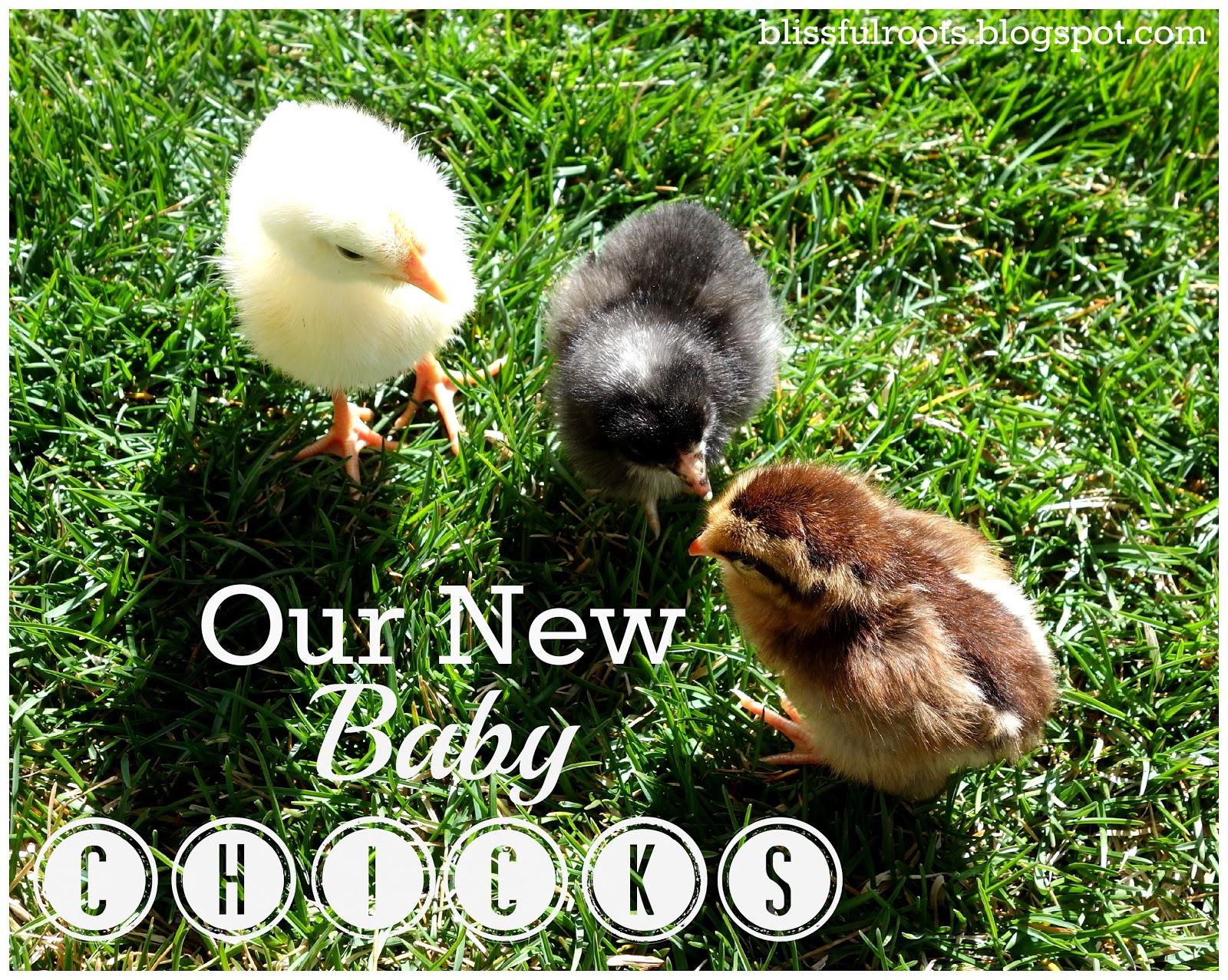 BLISSFUL ROOTS Setting Up You Baby Chick's Nursery {The Brooder}