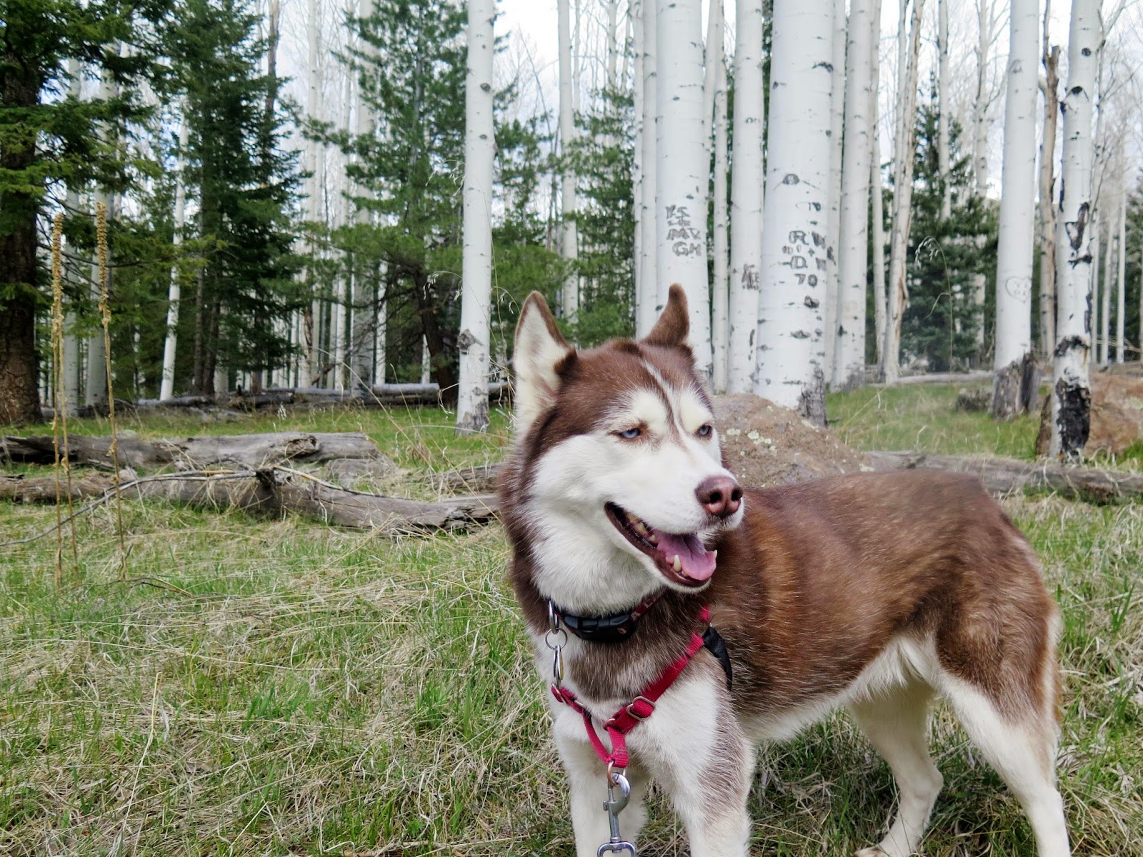 Dogs Luv Us and We Luv Them TRAVEL WITH PETS