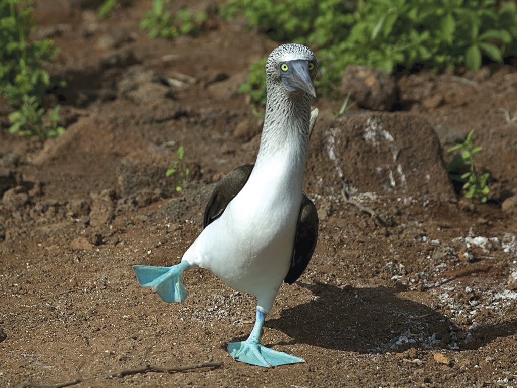 Blue-footed-Booby%2B%25281%2529.jpg