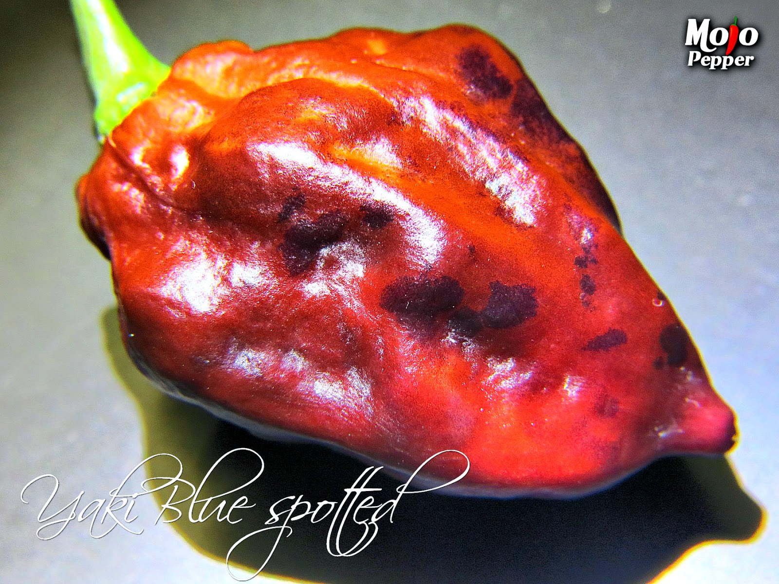 The Mojo Pepper Just a Chili Pepper grower Yaki Blue Fawn chili pepper