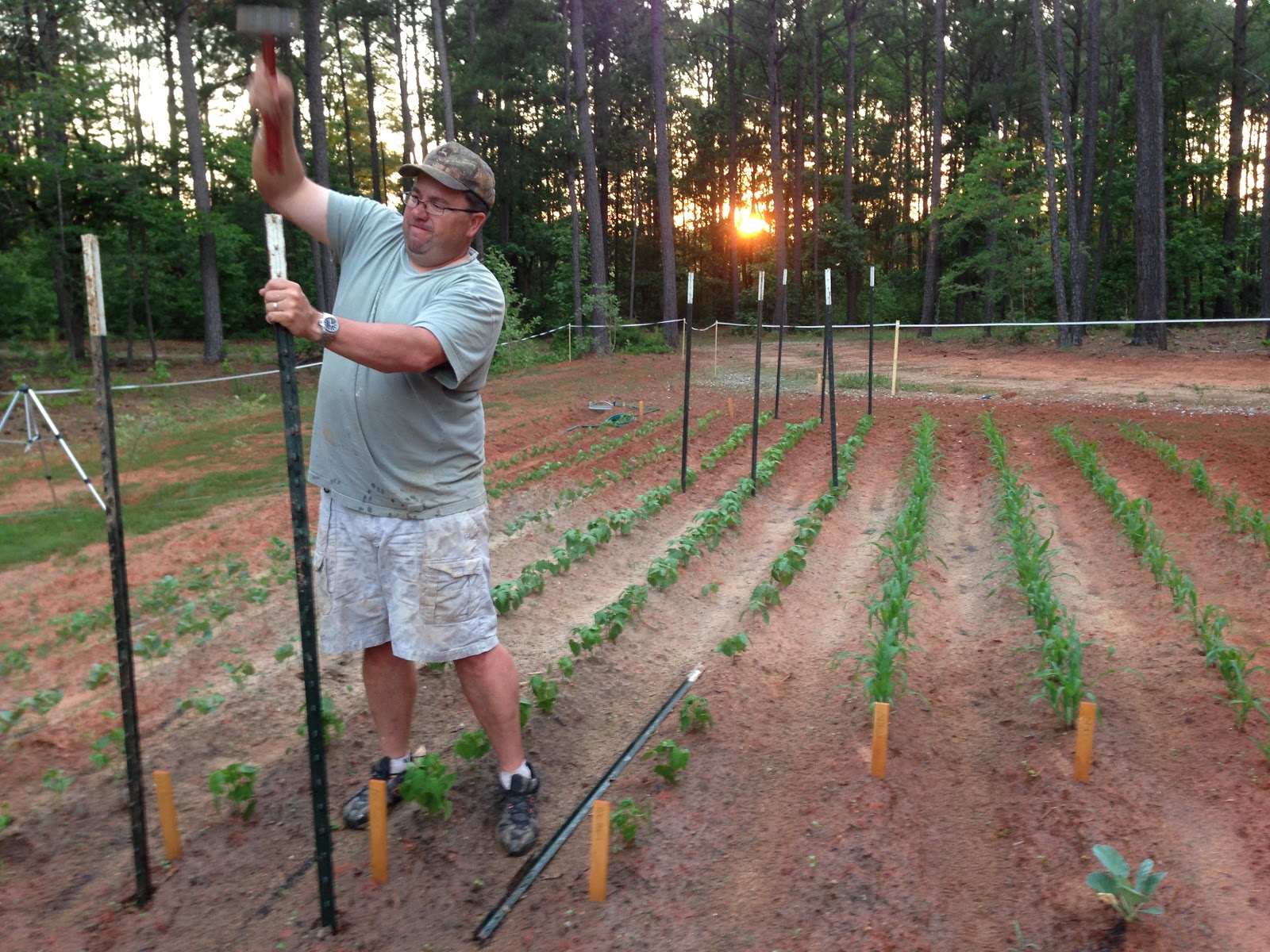 Changing Gears: Staking the Pole Beans & Work Shop Construction - Part 1