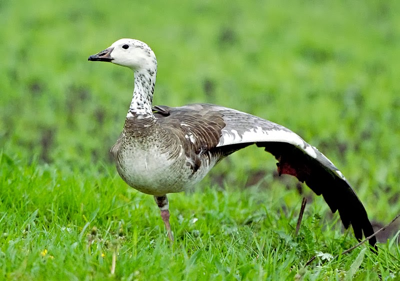 Bird Hybrids Snow Goose x Canada Goose