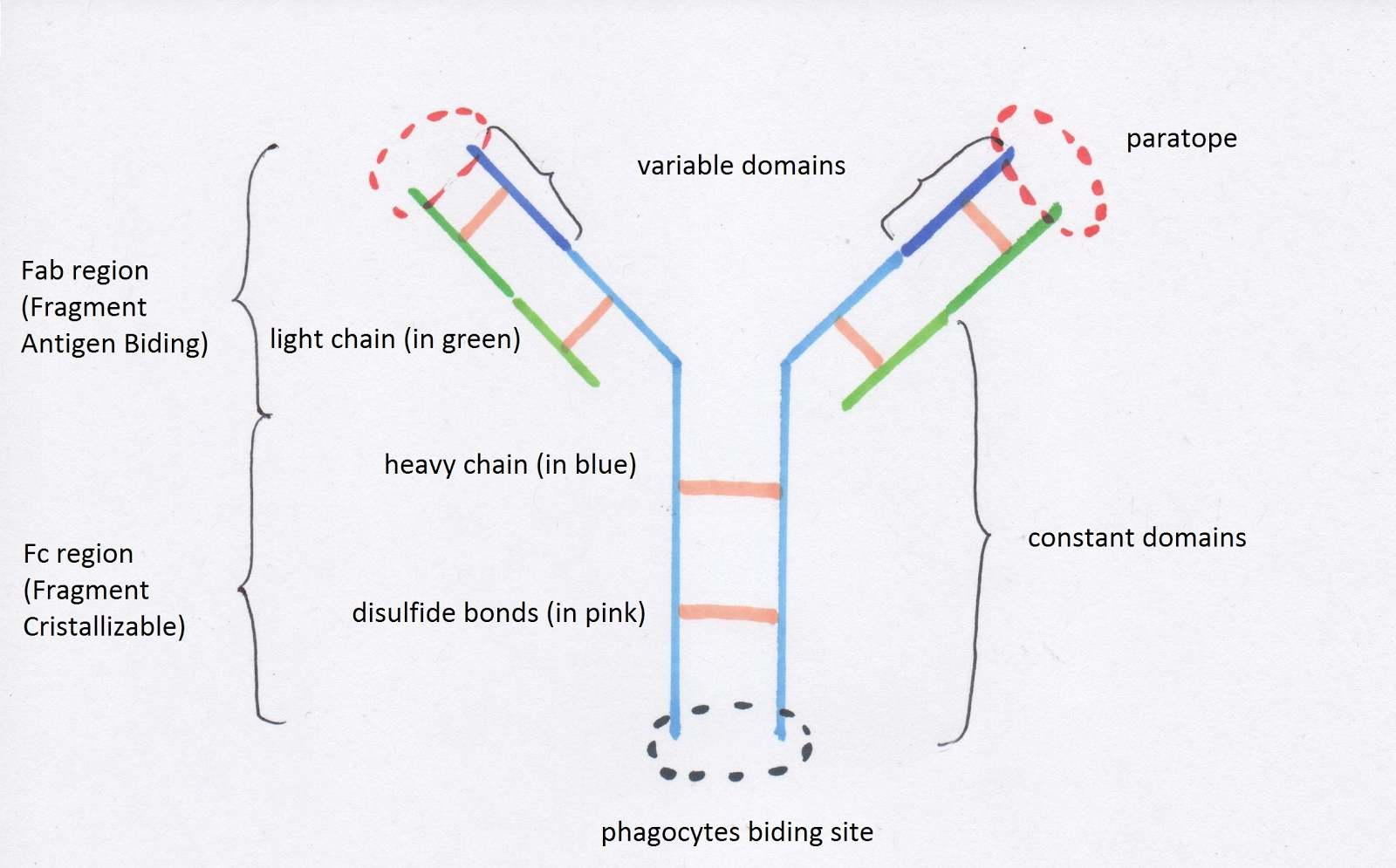 How does the body defend itself against microbes? Antibodies