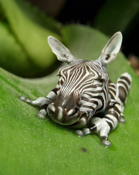 Amazing Animals Pictures Amazing combination of animals with