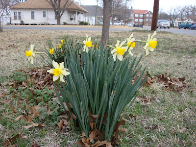 daffodils