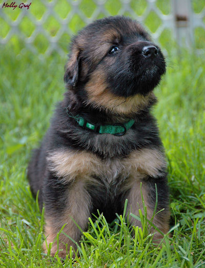 german shepherd puppies for sale in wv how are puppies pets world german shepherd puppies for sale in wv how are puppies pets world