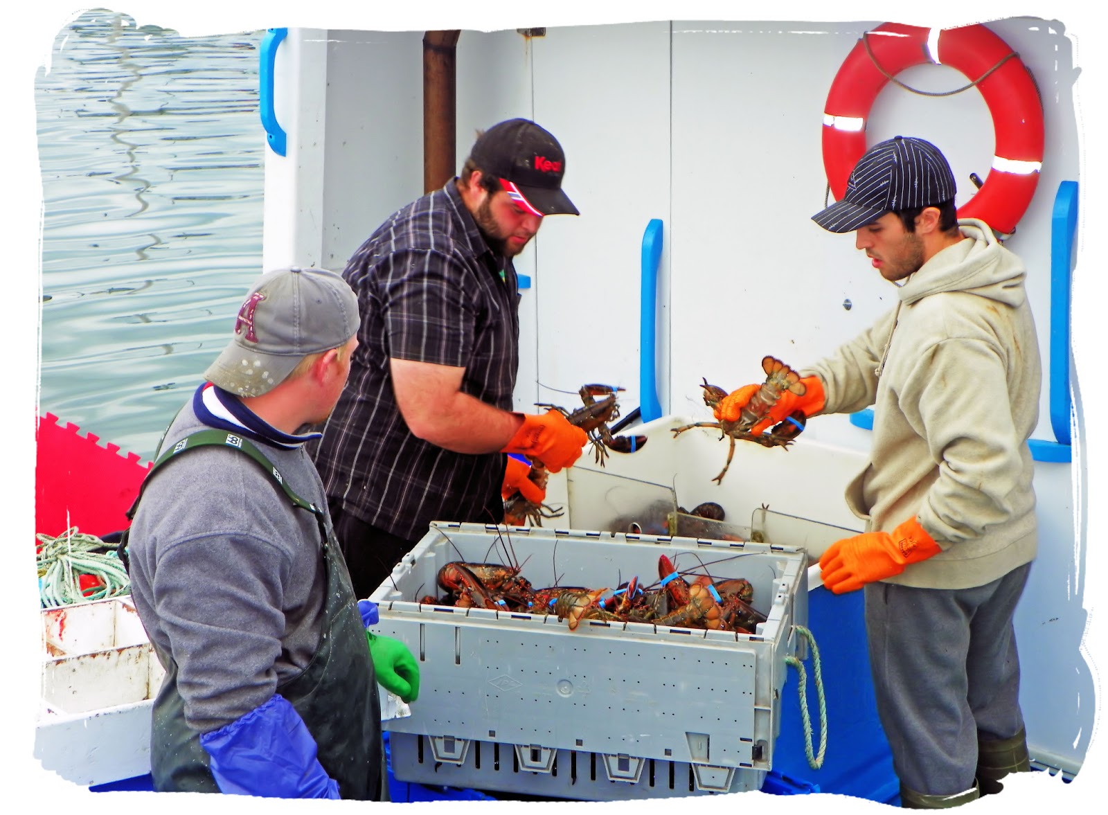 Lobster catch of the Day, North Sydney Harbour, North Sydney, Cape Breton A Cape Breton, Nova