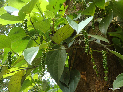 Pepper plant with peppercorns Pepper plant with peppercorns