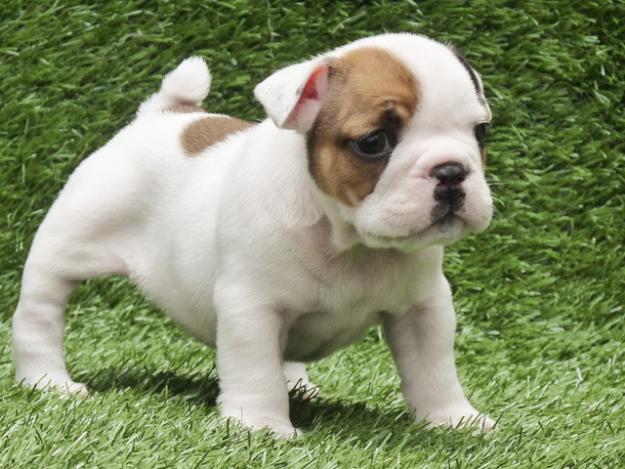 miniature bulldog puppies miniature bulldog puppy www imgkid the image kid has it miniature bulldog puppies miniature bulldog puppy www imgkid the image kid has it
