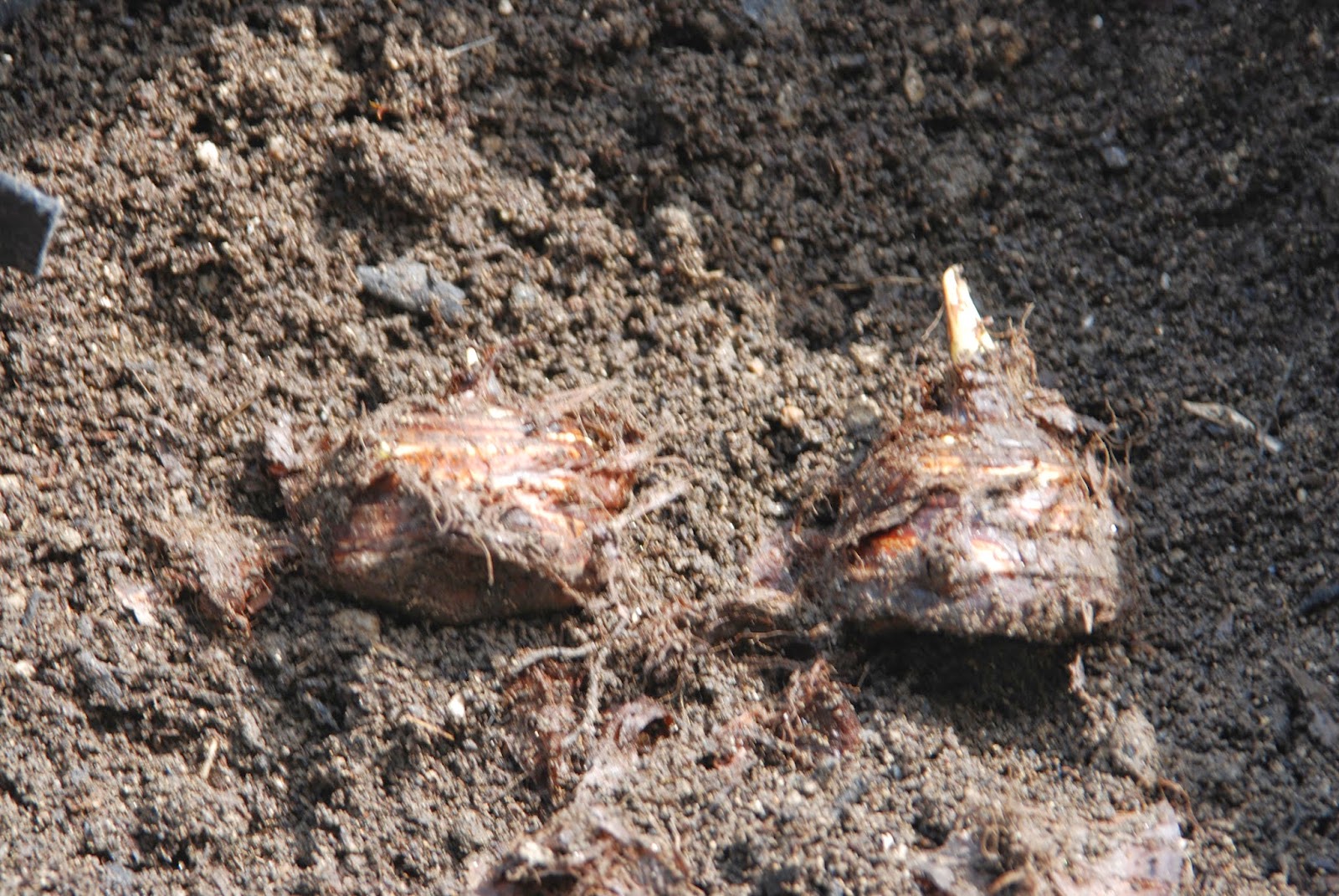 福岡ミミズ日記 余った里芋の種芋 親芋 で 逆さ植えと順方向植えを１個づつ同じ袋で栽培 いい比較が出来そうだ