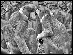 Proboscis monkey, bekantan,long-nosed monkey Proboscis monkey, bekantan,long-nosed monkey