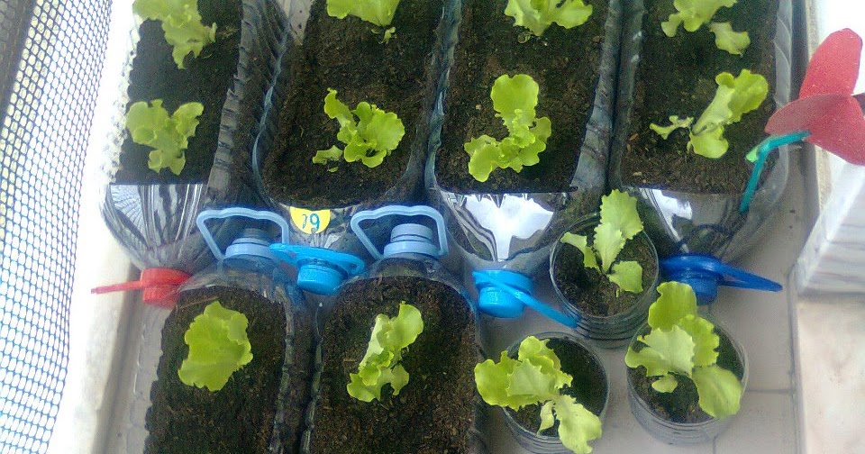 My Heirloom Seeds Lettuce in a Bottle