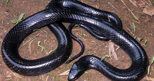 Sonhar com cobra azul: Azul claro, escuro, com preto, com vermelho e mais!