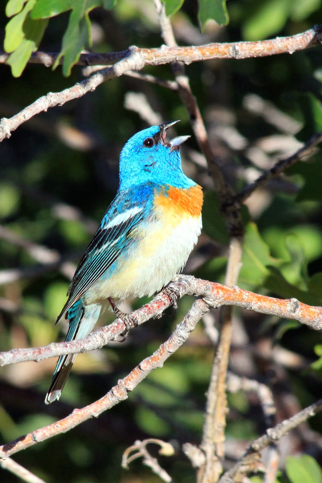 Utah Birders Birding Blog, Utah Birds, Utah Birding, Utah Bird ID