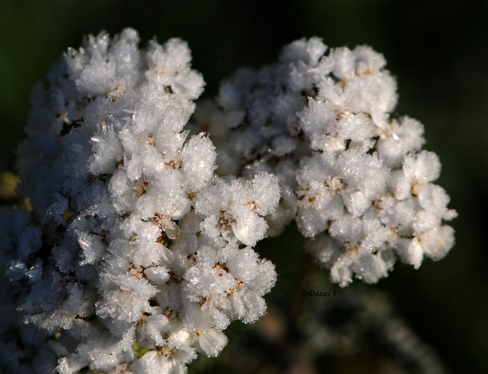 Rencontres achillea