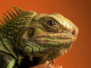 green iguana hijau mona chuckwalla merah peru laut rhinolopha animal pets green iguana hijau mona chuckwalla merah peru laut rhinolopha animal pets
