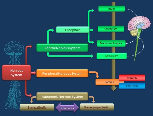 Educative diagrams: Nervous System Diagram