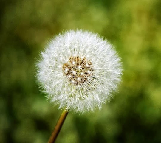 Dandelion Dandelion