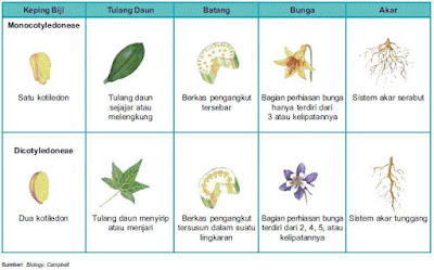Perbedaan Monokotil dan Dikotil Lengkap Beserta Tabelnya Perbedaan Monokotil dan Dikotil Lengkap Beserta Tabelnya