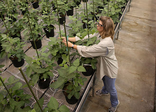 Nancy Brumley, Monsanto Soybean Plant Specialist, ties up a stalk of soybean in the soybean greenhouse at the Monsanto Research facility in Chesterfield, Missouri October 9, 2009.