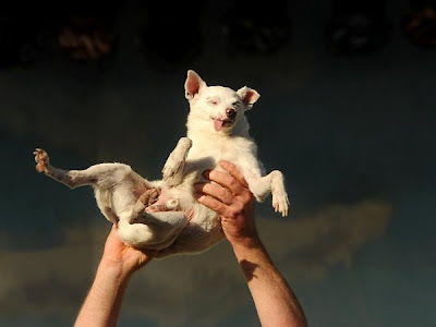 2011 World’s Ugliest Dog Competition pictures