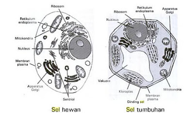 Perbedaan Sel hewan dan Tumbuhan Perbedaan Sel hewan dan Tumbuhan
