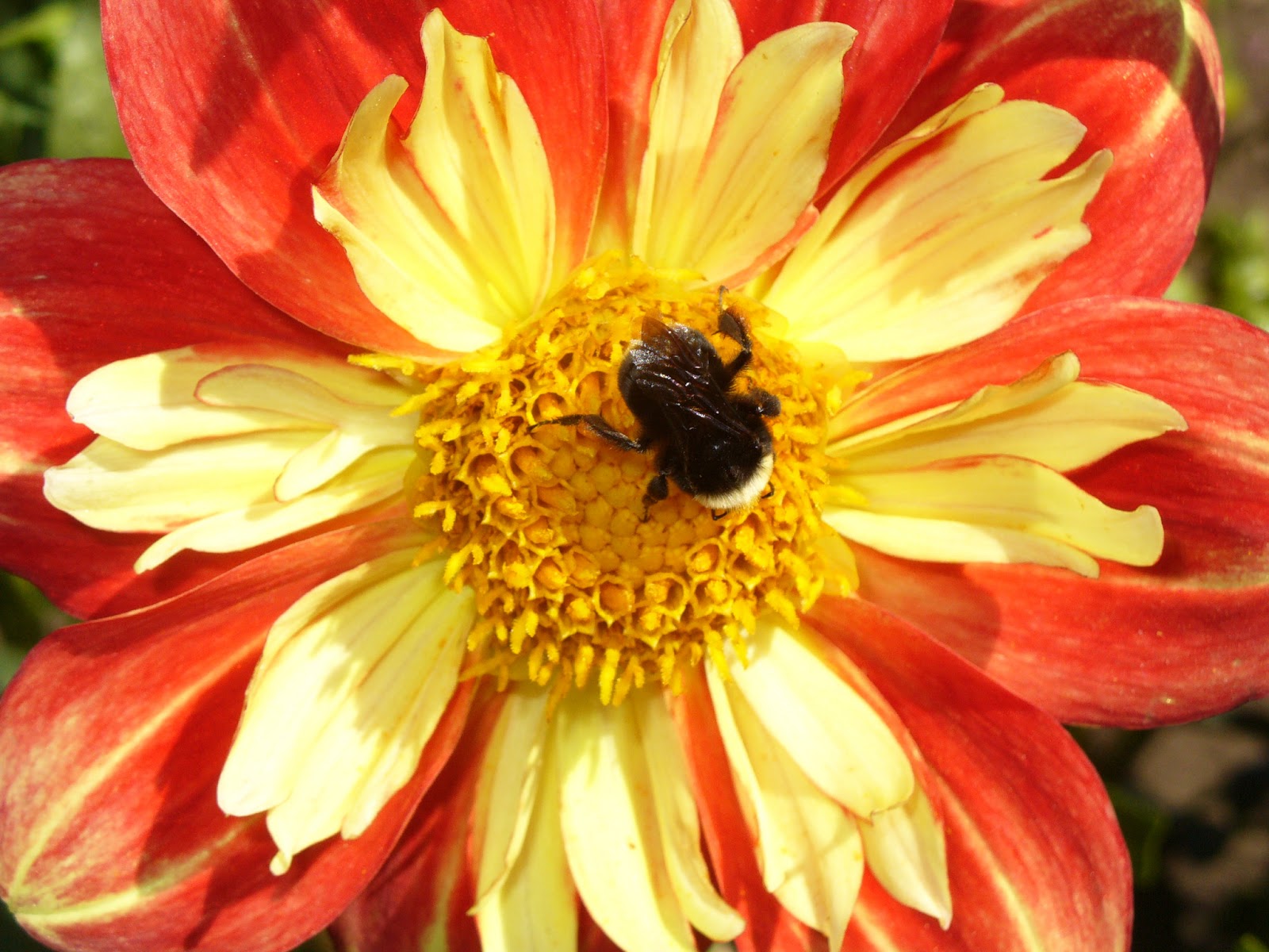 Plants for Pollinators Plant Something Oregon