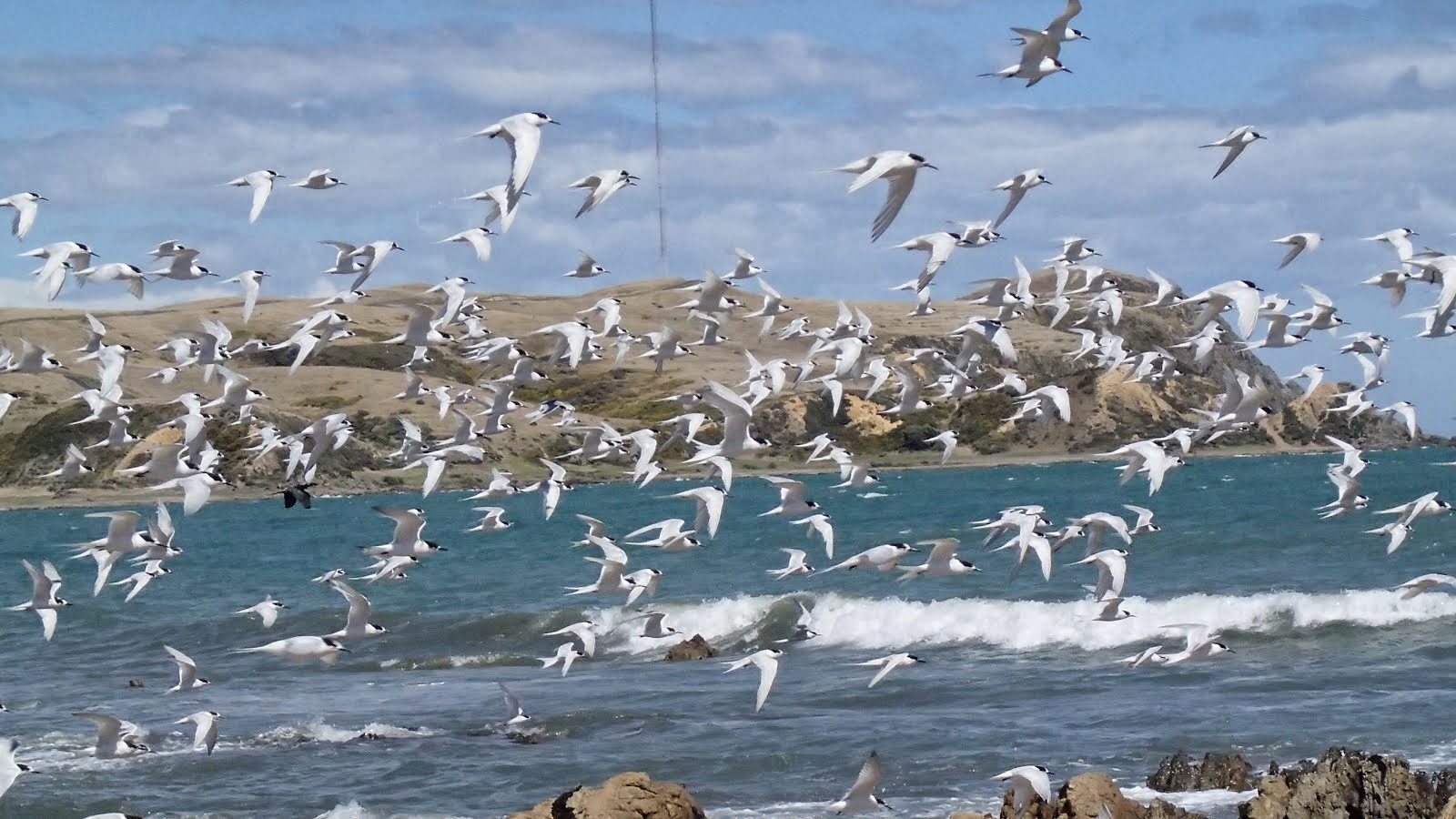 White fronted terns taking off from the rocks at Plimmerton