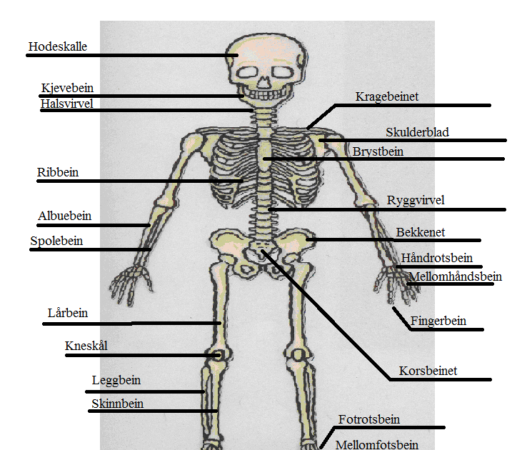 skjelettets oppgaver skjelettets oppgaver