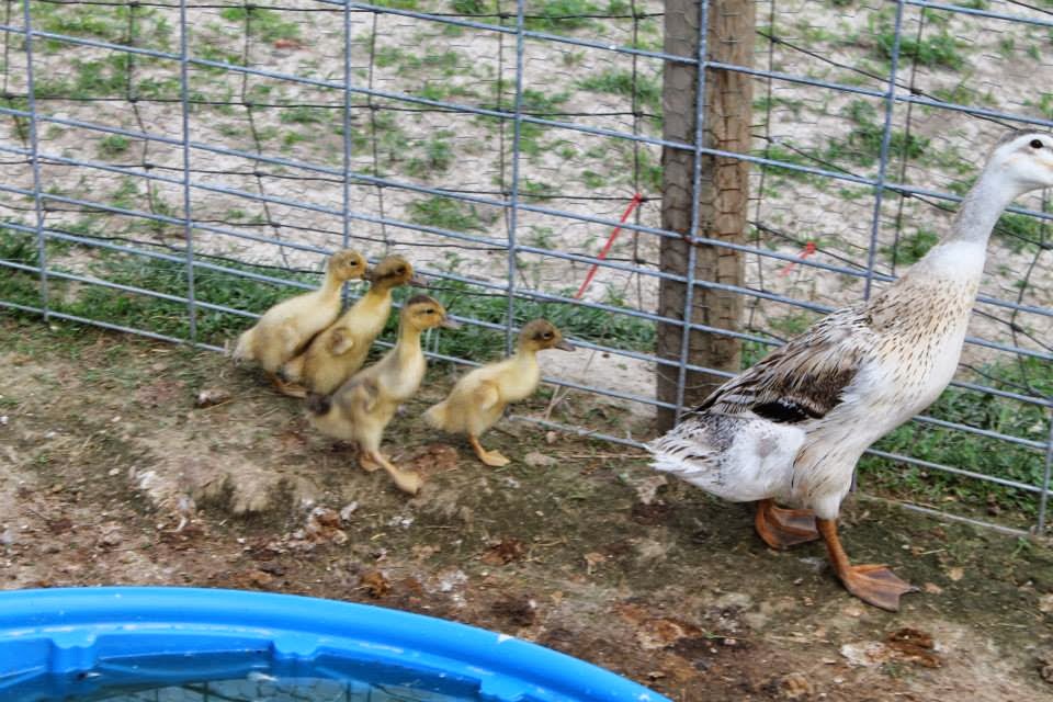 K&S Waterfowl Trout/Harlequin/Snowy Indian Runner Crosses (Breeding
