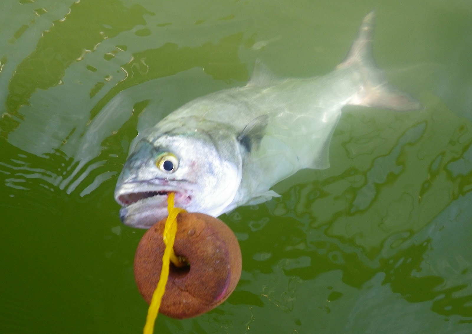 The Log of Spartina the electric chicken