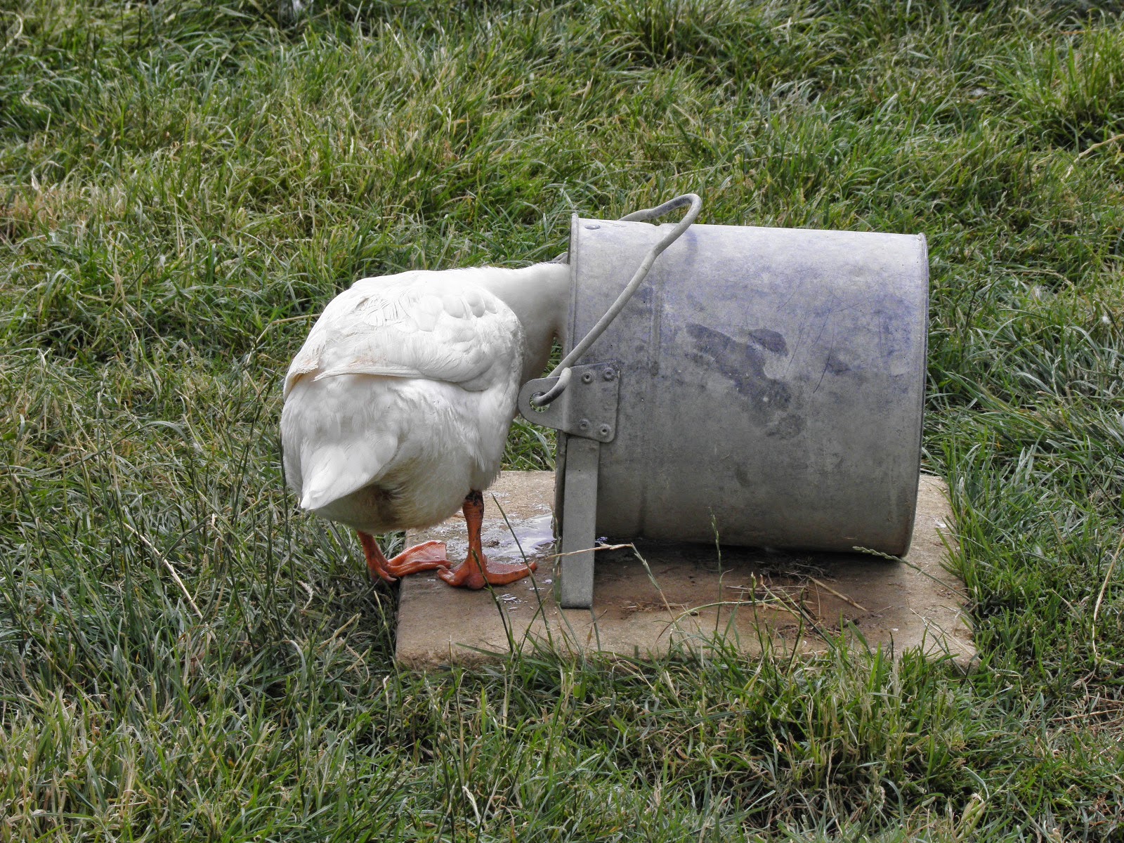 Galvanised Lying Bucket Drinkers for Poultry Poultry Drinkers