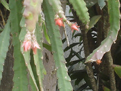 cactus orquidea vermelha