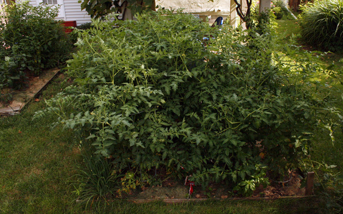 tomatos in the garden