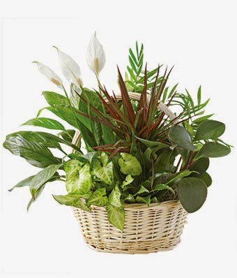 Flowers delivery in USA Classic Dish Garden pictures