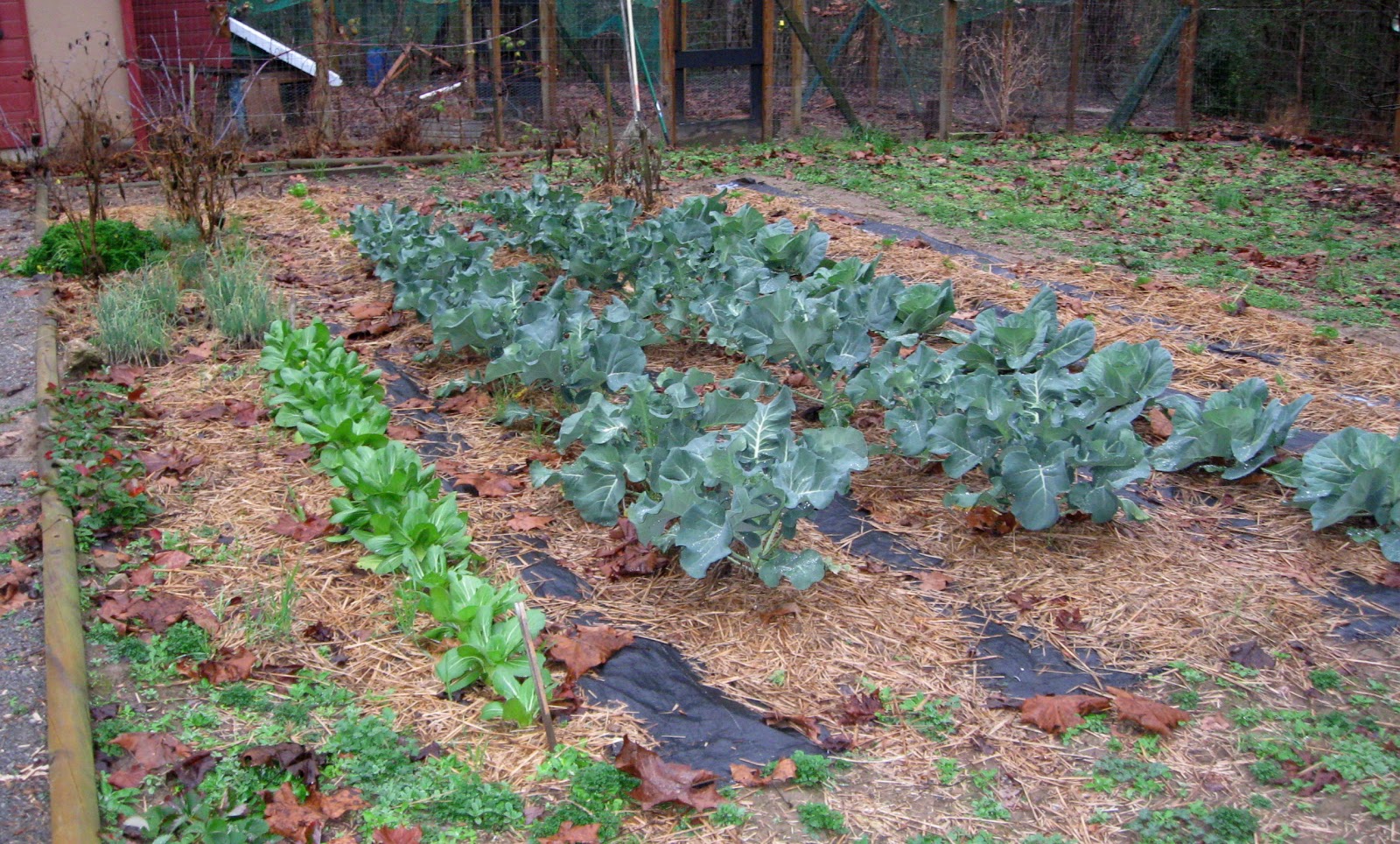 Edifice Rex: Old-Fashioned Garden