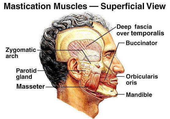 muscles of mastication