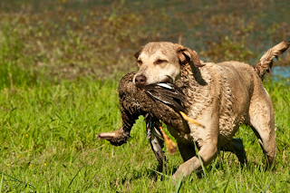 Good Dog Breeds For Duck Hunting Reddit Good Dog Breeds For Duck Hunting Reddit