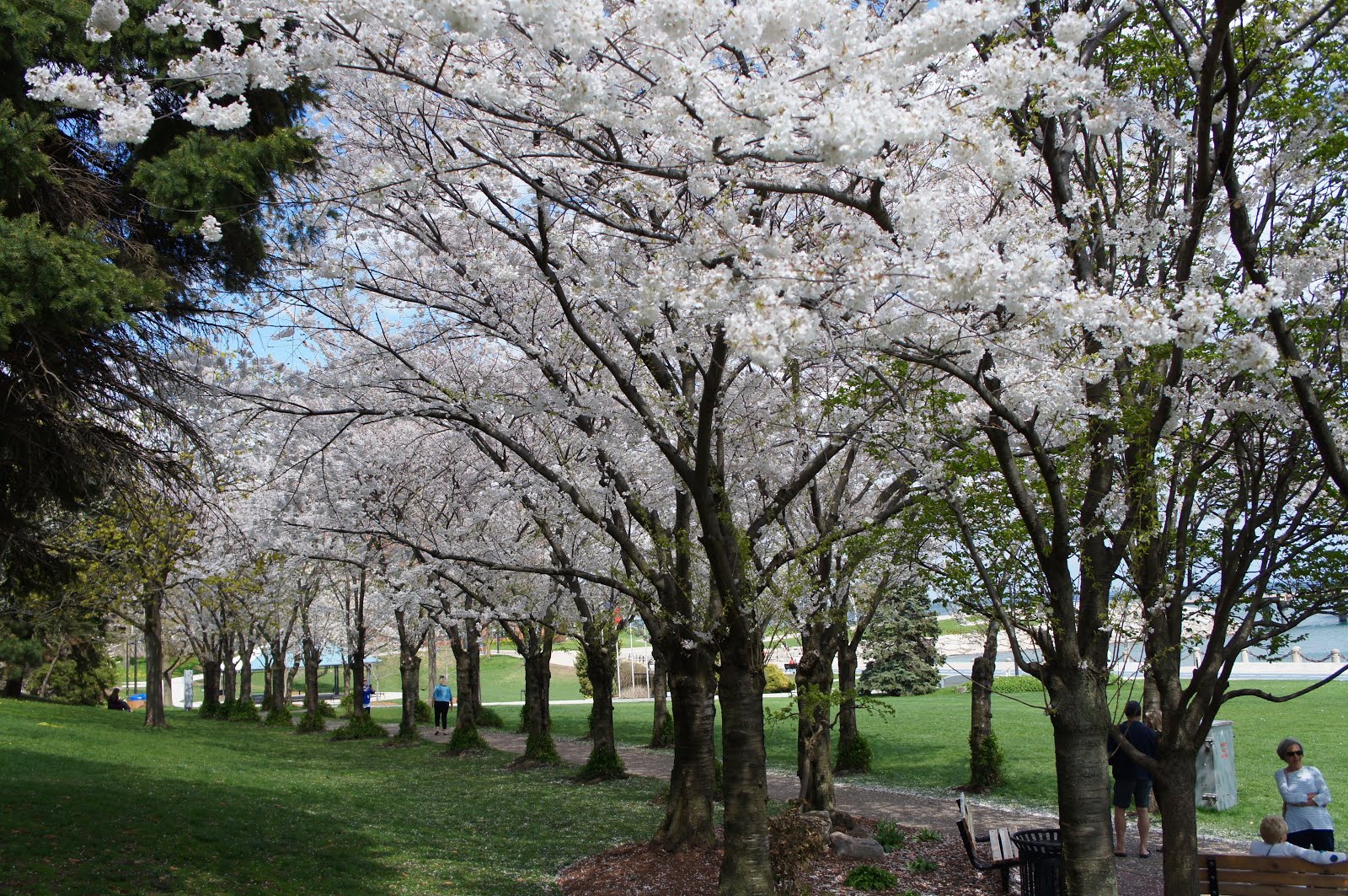 Cherry Blossoms no Spencer Smith Park Burlington Minha Neve e Cia