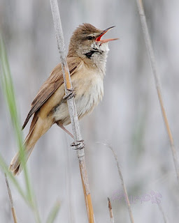 Carricero tordal (Acrocephalus arundinaceus). Great Reed Warbler Carricero tordal (Acrocephalus arundinaceus). Great Reed Warbler