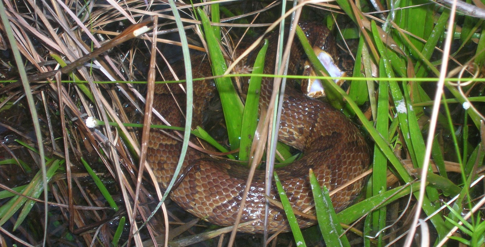 Living Alongside Wildlife Cottonmouth Myths IV I Got Chased by a