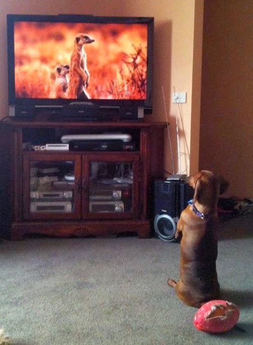 Awwdorable! Cutest Animal Pictures From the Week Awwdorable! Cutest Animal Pictures From the Week