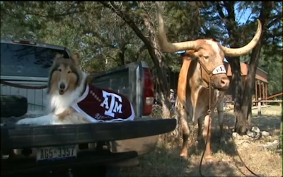 Photo courtesy of http://alcalde.texasexes.org/2012/07/a-historic-meeting-reveille-visits-bevo-for-first-time-ever/