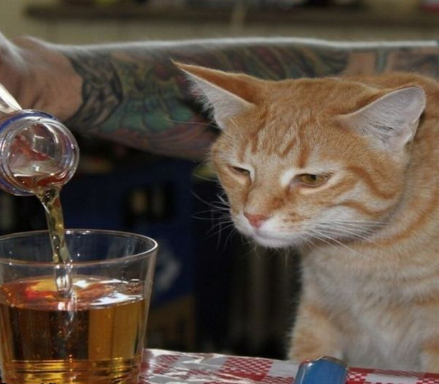 Cat looking as someone fills a glass with an alcoholic beverage