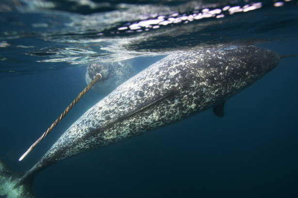 narwhal, unicorn of the sea, narwhal pictures, narwhals, narwhal facts