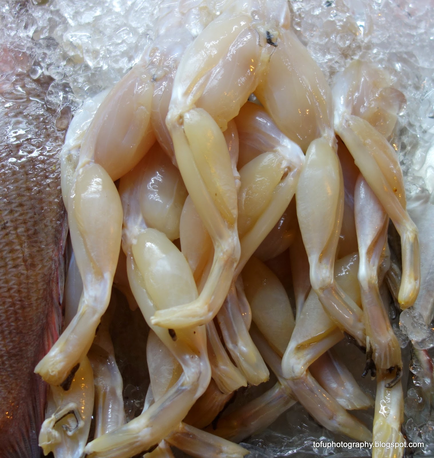 Tofu Photography: Fresh Frogs legs!