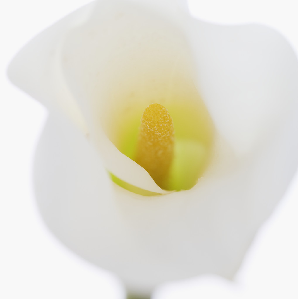 花花世界 海芋 花語