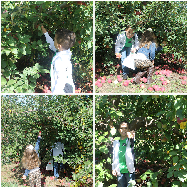Smolak Farms North Andover Apple Picking